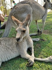 Naklejka na ściany i meble kangaroo I