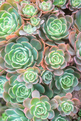 Fresh and luxuriant succulents