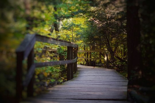 Wooden Walkway In Forest