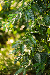 Cosecha de Planta de café 