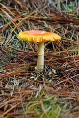 mushroom in the forest