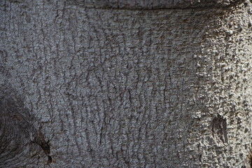 tree bark texture
