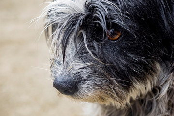 Perro gris en la calle