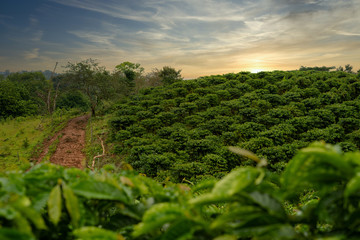 Naklejka premium Amanacer en un campo de café