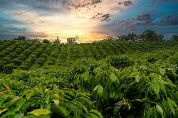 Amanacer en un campo de café