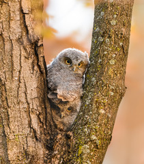 Obraz premium Two Eastern Screech Owlet's First Day Out of the Nest