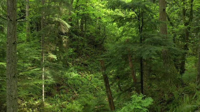 Lush Pacific Northwest Rain Forest During Springtime Growth. A drone look at a fir and cedar forest flying over a valley of sword ferns and undergrowth. 
