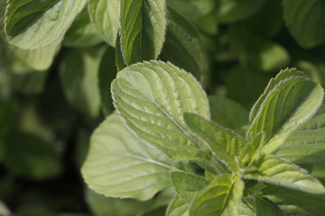 mint leaves in the garden