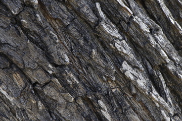 Bark on tree texture