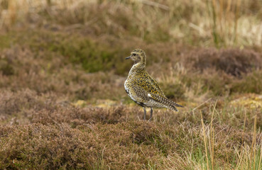 Obraz na płótnie Canvas Golden Plover, an upland bird, in natural grouse moor habitat, Yorkshire Dales, England. Springtime and start of the breeding season (Scientific name: Pluvialis apricaria) Horizontal. Space for copy