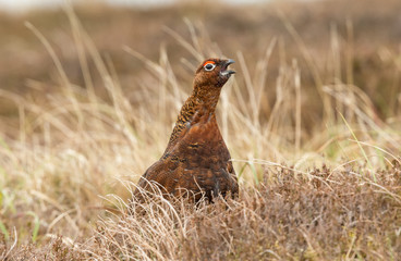Fototapeta na wymiar Red Grouse male calling in Springtime. Facing right in natural grouse moor habitat with heather and grasses. (Scientific name: Lagopus Lagopus). Horizontal. Space for copy