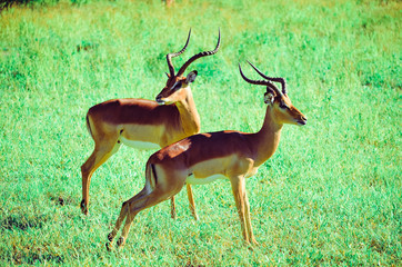 Impala observing their surroundings in the Chobe National Park.
Photo taken on the 16th of February 2015 on Nikon D5100. ISO110, 116mm, f/4.8, 1/500sec