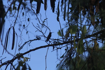 Os pássaros são lindos!