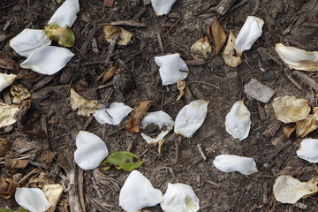 Petals on the dirt