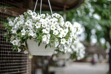 Beautiful flowering tree In the spring. Flowers in April time in the sun. Stock background in nature