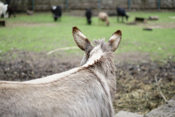 Sheep and goats behind the fence eat. Farm theme breeding animals. Stock Industrial Theme
