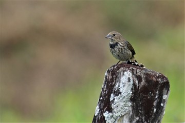 Os pássaros são lindos!