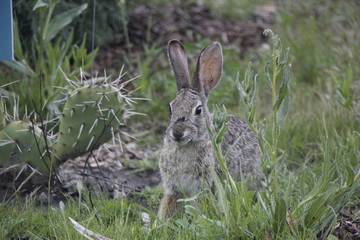rabbit in the grass