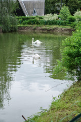 Beautiful spring river swans birds in the flowing nature. Colorful landscape in the morning and evening. Travel to deserted places of the world. Stock photo for design
