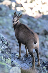 Chamois in Ancares mountains