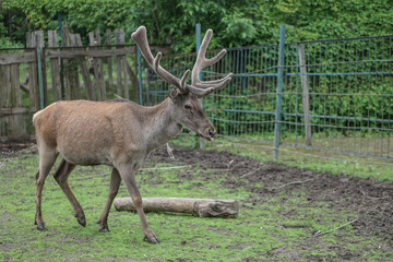 Deer in the cage of the zoo on the background of the house and trellises. Animal mockery. Hunting grounds.