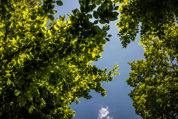 Blick in den blauen Himmel mit Baumkronen