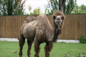 Camel came to eat in a specially prepared place. Zoo in Europe.