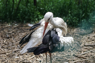 Stork and a crane are parked in a meadow near a farm. The birds came from the warm edges.