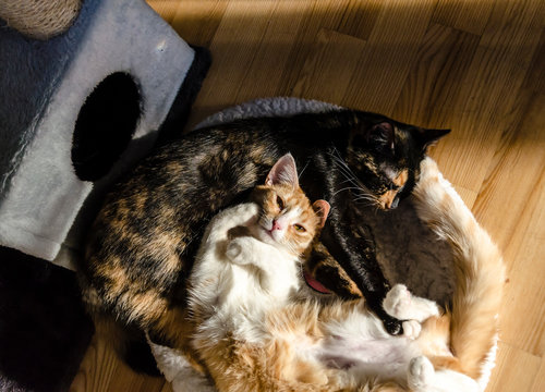 tortie cat and ginger cat lying together