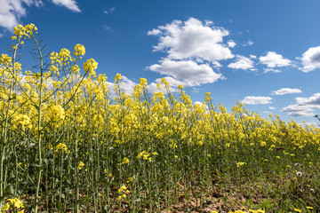 Fototapeta premium Field of beautiful springtime golden flower of rapeseed with blue sky
