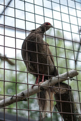 Pheasant caught by hunters in a cage. An animal in nature or in a zoo. Stock photo