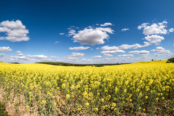 Obraz premium Field of beautiful springtime golden flower of rapeseed with blue sky