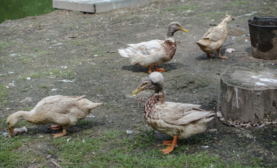 Farm paddock with geese and ducks. Livestock in Europe and Russia. Current photo