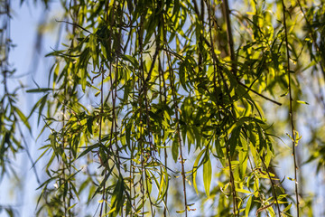 Green Tree Leaves Grüne Baum Blätter Sun Sonne