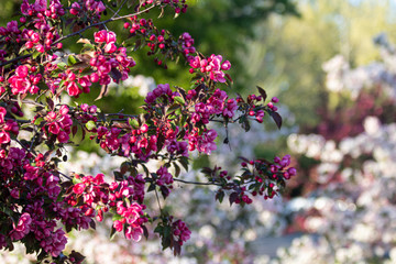 Fototapeta premium Pink Flower Blumen Bush Gebüsch Sun Sonne