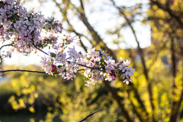 Pink Flower Blumen Bush Gebüsch Sun Sonne