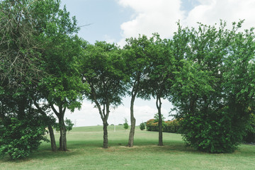 Trees on the edge of a green field on a sunny spring day.