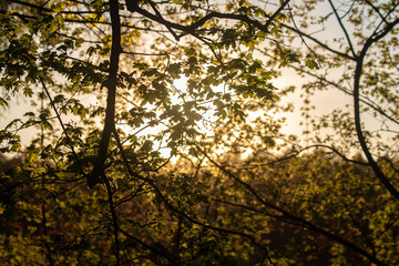 Green Tree Leaves Grüne Baum Blätter Sun Sonne