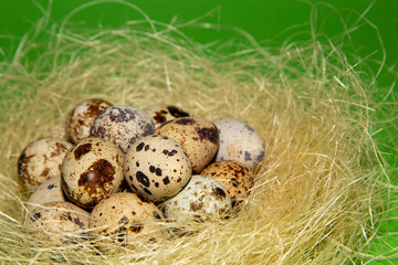 Quails eggs in the decorative nest on green background. Easter concept.