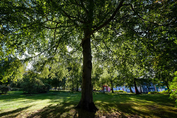 A large tree trunk of a maple tree. The large tree has high branches covered in deep dark green leaves. The tree has a circular shape. There are buildings in the background. Grass covers the ground.