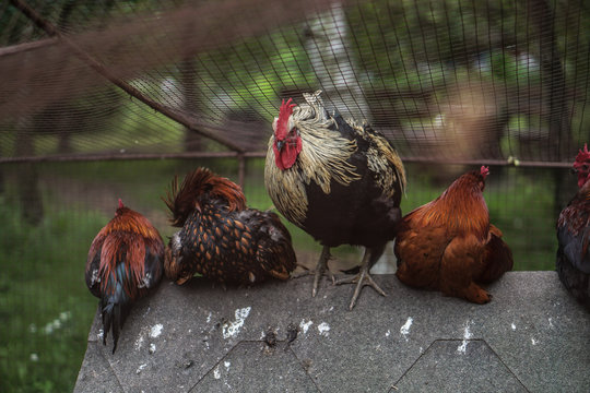 Chicken family with a rooster behind a fence on a farm. Chicken pets in rural areas. Stock photo