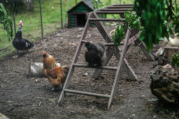 Chicken family with a rooster behind a fence on a farm. Chicken pets in rural areas. Stock photo