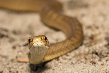 Close up of Rough Scaled Snake