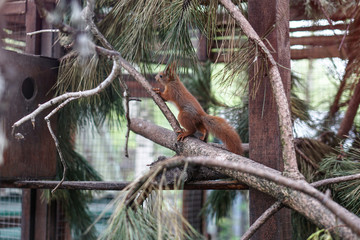 Squirrel running on a tree and branches. The animal in the zoo pleases the eyes. Stock photo