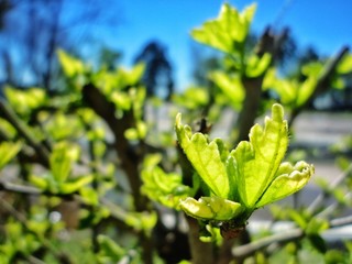 One of the first green shoots peeking out in the first days of spring from a spot on the route.