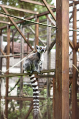 Beautiful lemur sits on a tree, a log. An animal in the wild near a human house.