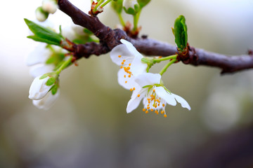Blooming apricot flowers in the park