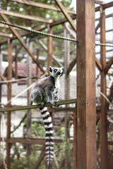Beautiful lemur sits on a tree, a log. An animal in the wild near a human house.