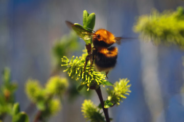 Bumblebee collecting nectar on flowering blooming blossoming pussy willow bush shrub flowers branch.