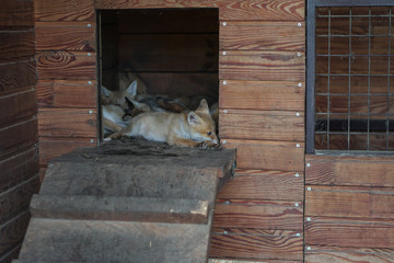 Fox fell into captivity and is waiting for an opportunity to escape. Zoo stock theme